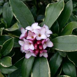 Daphne perfumada